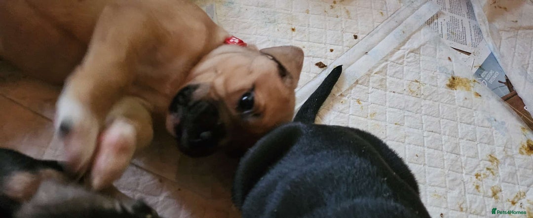 Mixed Breed dogs for sale: Puppies for sale - Advert 4