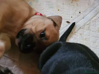 Mixed Breed dogs Needing forever homes! - Advert 2