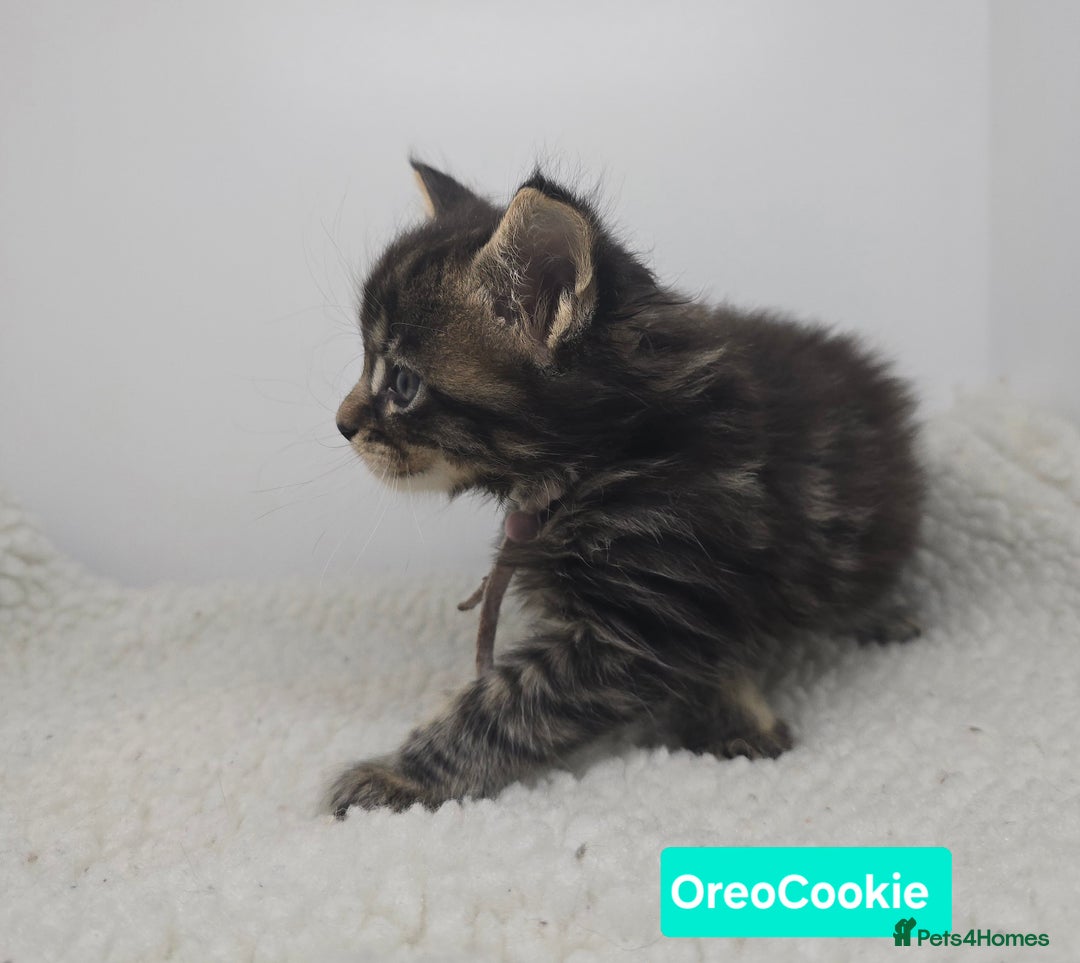 Maine Coon cats for sale: Beautiful TICA Pedigree Maine Coon Kittens - Advert 37