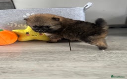 Pomeranian dogs for sale: KC registered Pomeranian puppies - Image 7