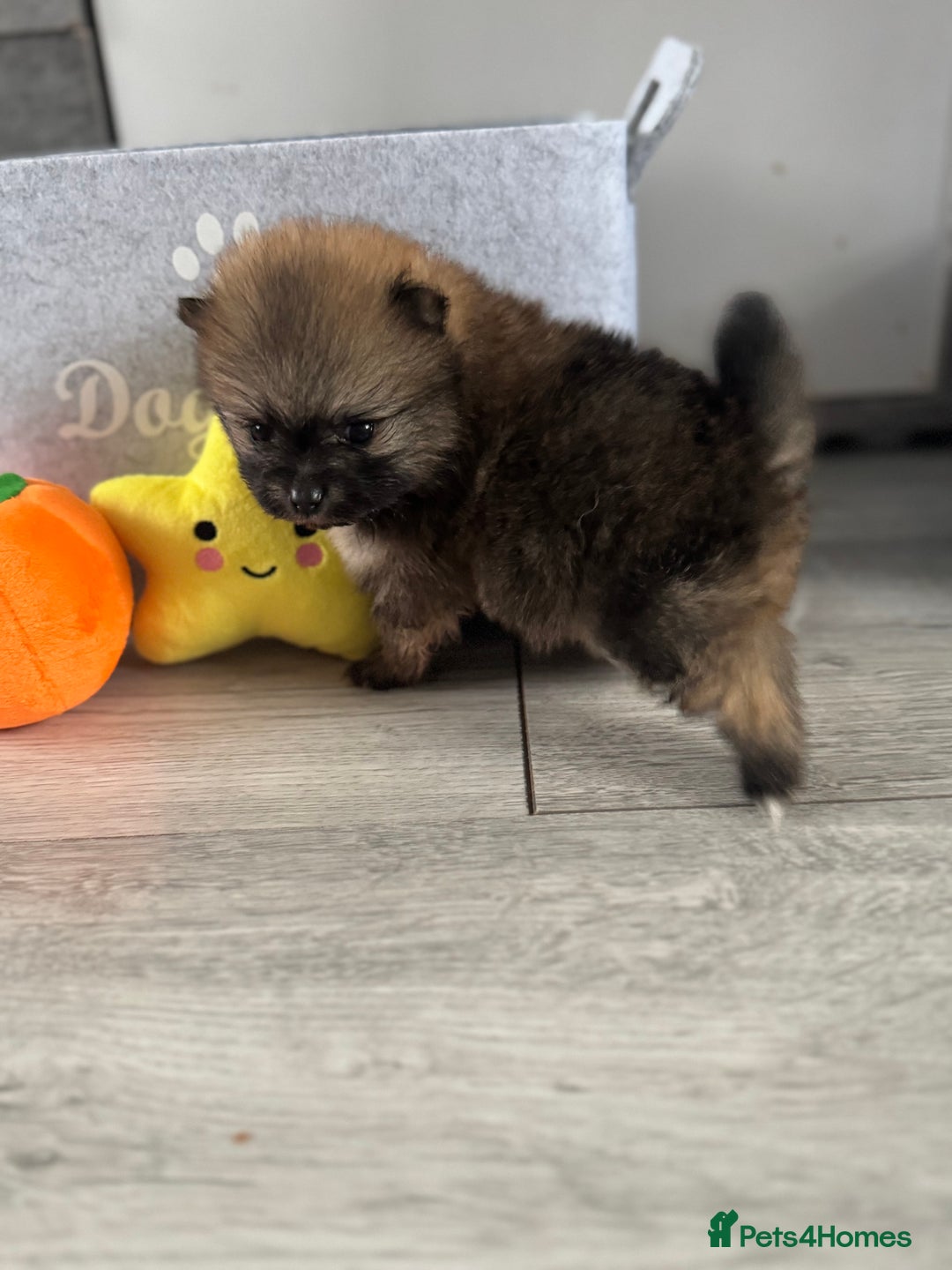 Pomeranian dogs for sale: KC registered Pomeranian puppies - Image 7