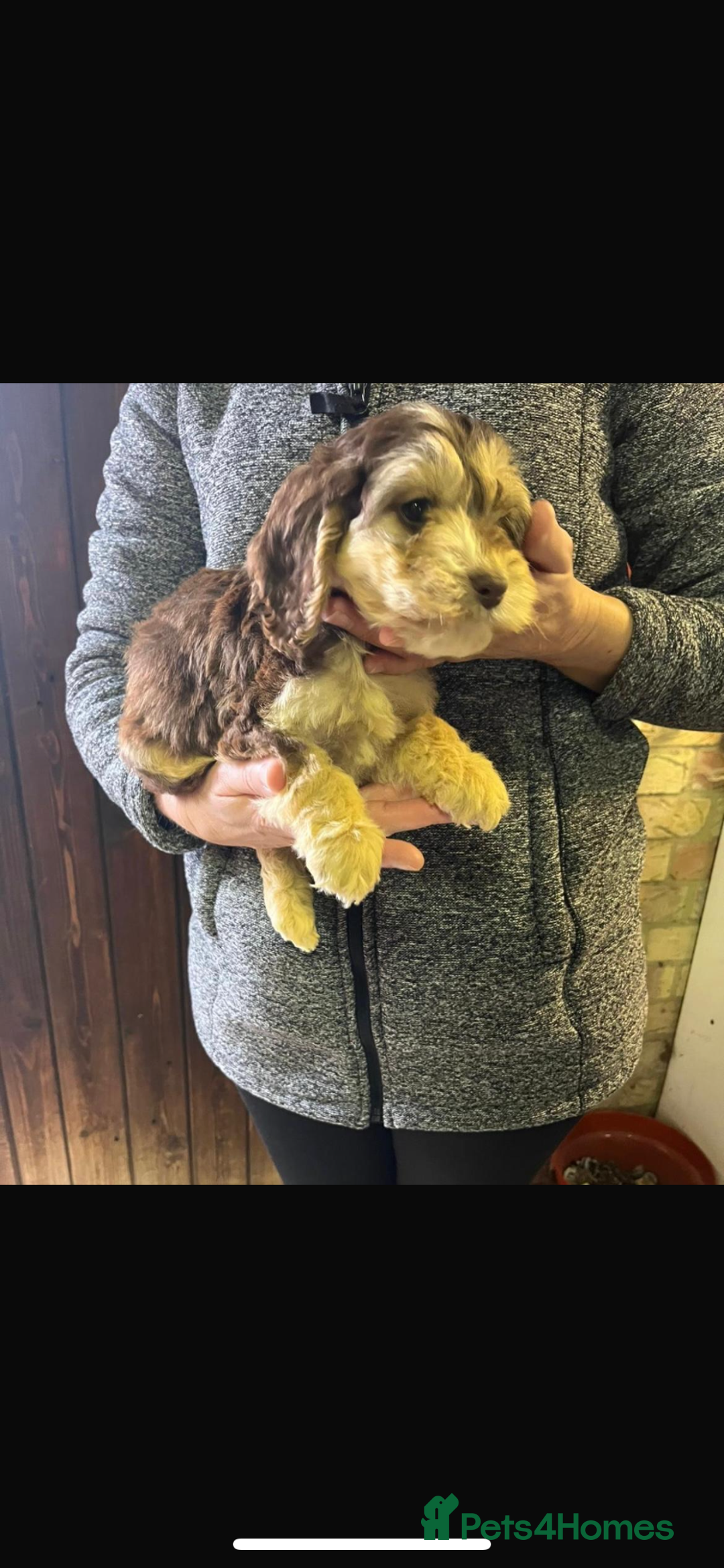 Cockapoo dogs for sale: Adorable show cocker poo puppies - Image 2