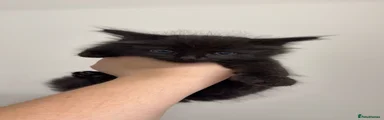 Mixed Breed 2