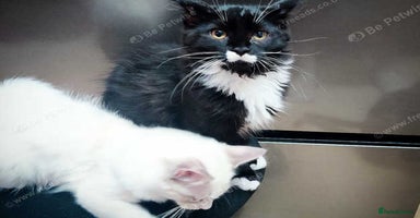 Maine Coon cats - Advert 1