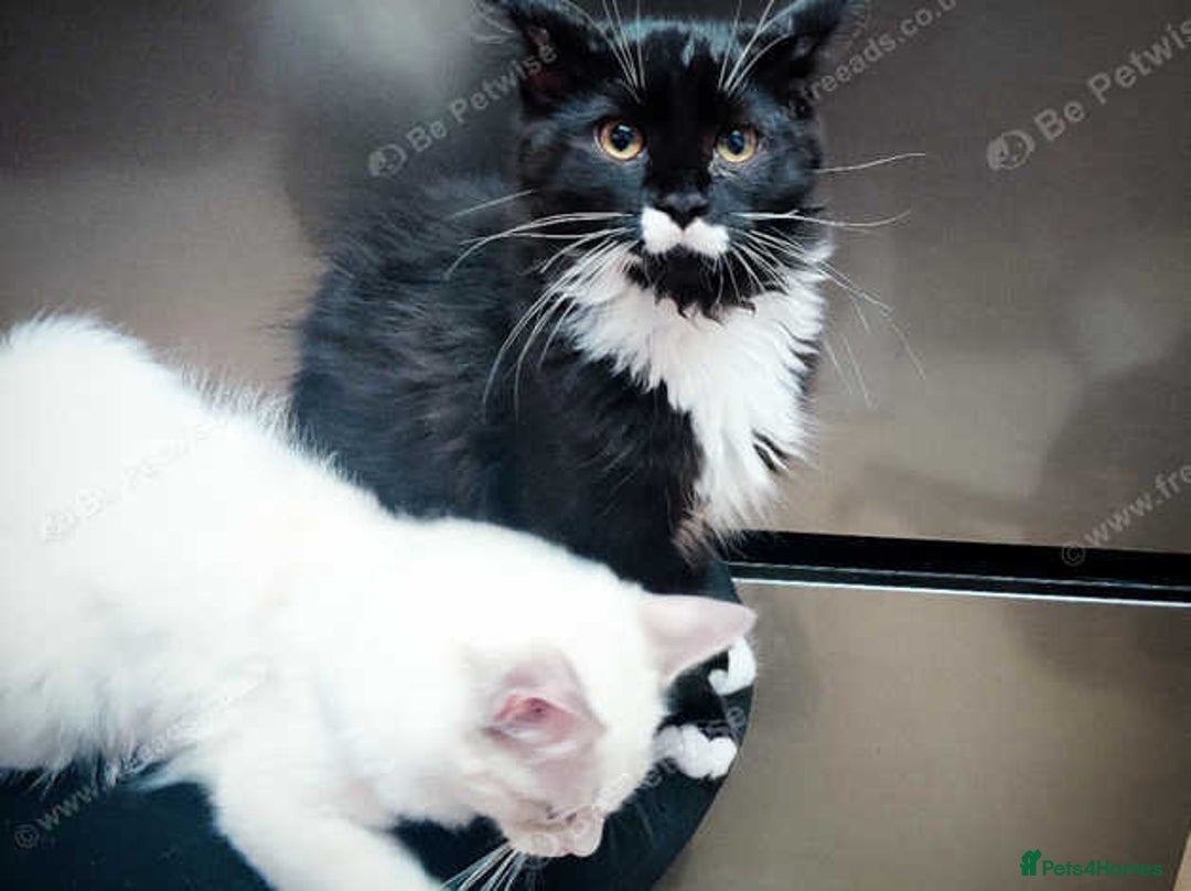 Maine Coon cats for sale: Adorable Maine Coon x Ragdoll Kittens - Image 2