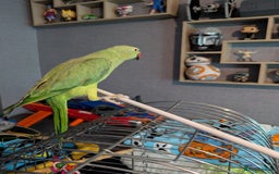 Parrots birds for sale: Beautiful ringneck looking for a new home - Image 3