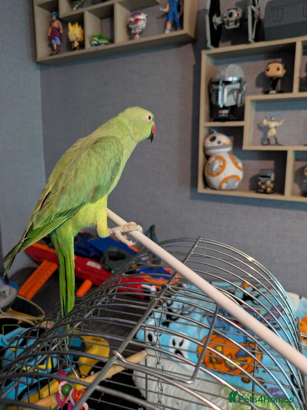 Parrots birds for sale: Beautiful ringneck looking for a new home - Image 3