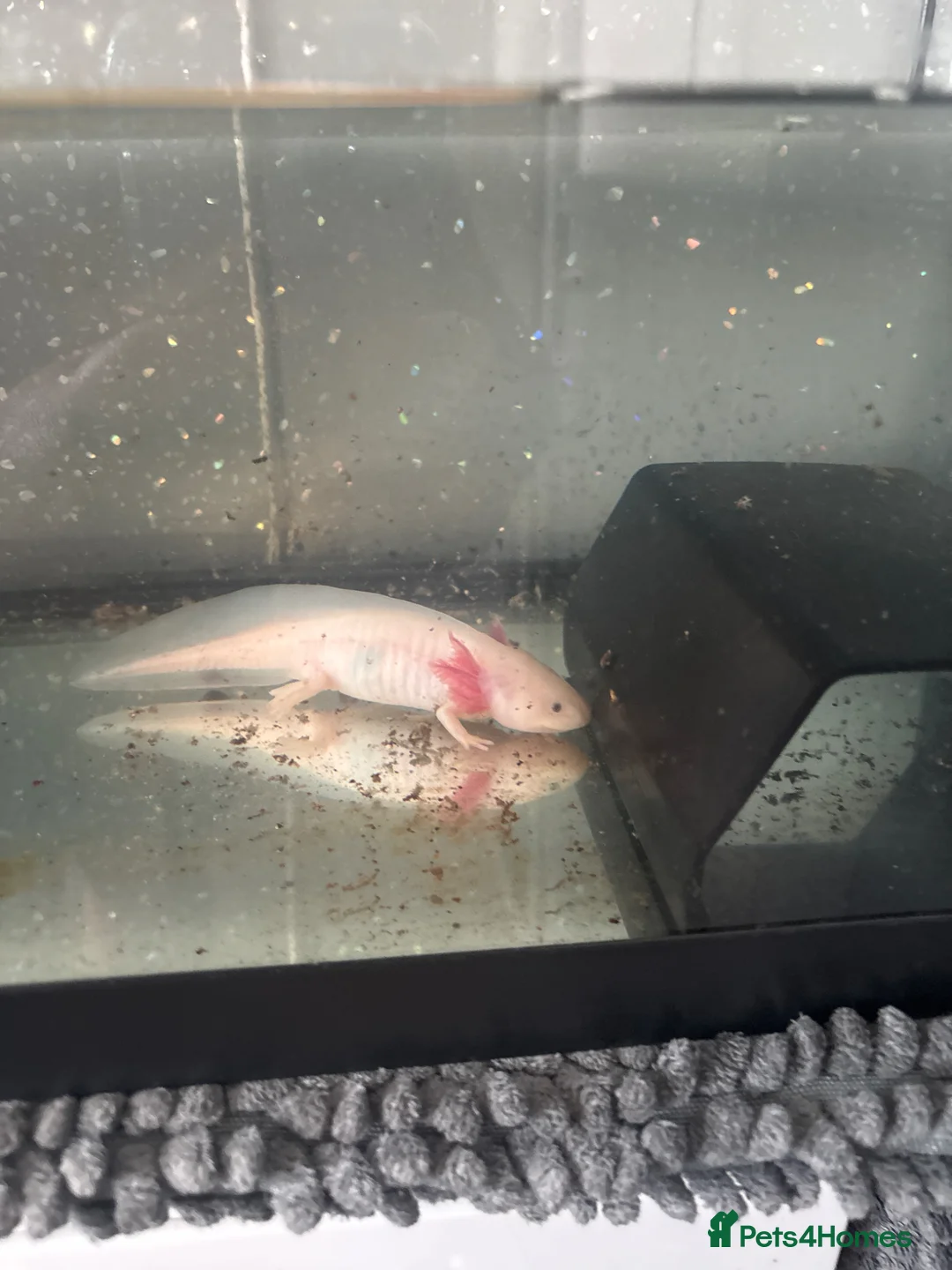 Axolotl reptiles for sale: Axolotl  - Advert 2