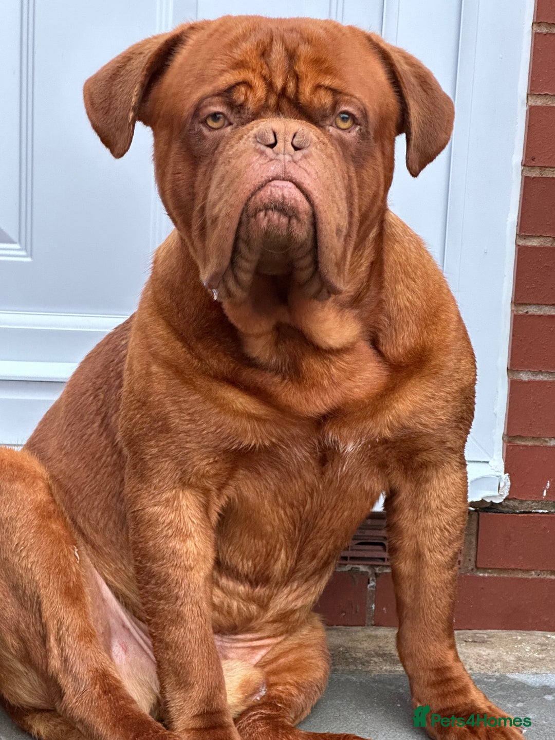 Dogue De Bordeaux dogs for stud: Kc registered Beautiful dogue for stud !! in Rochdale - Advert 3