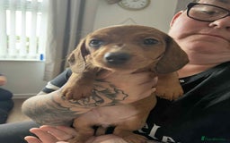 Dachshund dogs for sale: Dachshund for sale. Ready to leave  - Image 2