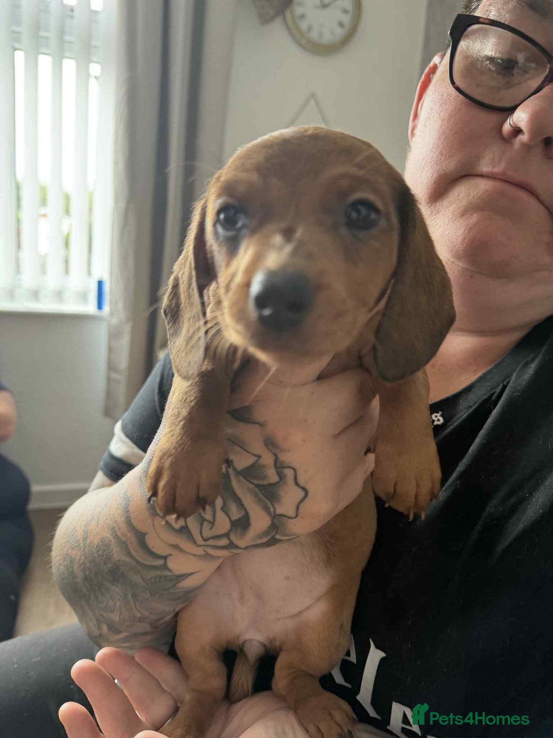 Dachshund dogs for sale: Dachshund for sale. Ready to leave  - Image 2