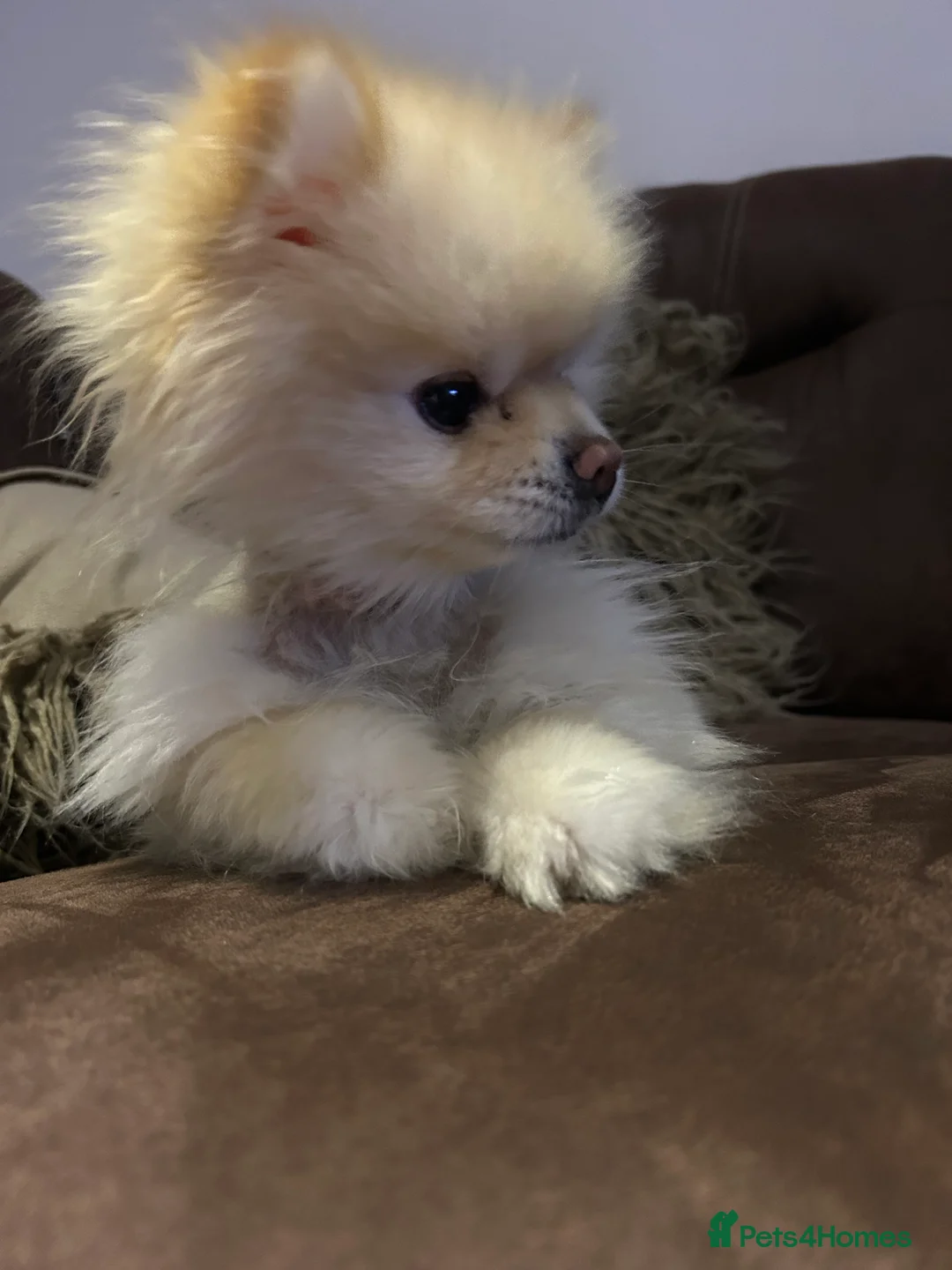 Pomeranian dogs for sale: Beautiful KC registered  **  pomeranian boy - Advert 3
