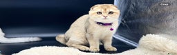 Scottish Fold cats for sale: Scottish Fold Kittens with TICA Registration - Advert 26