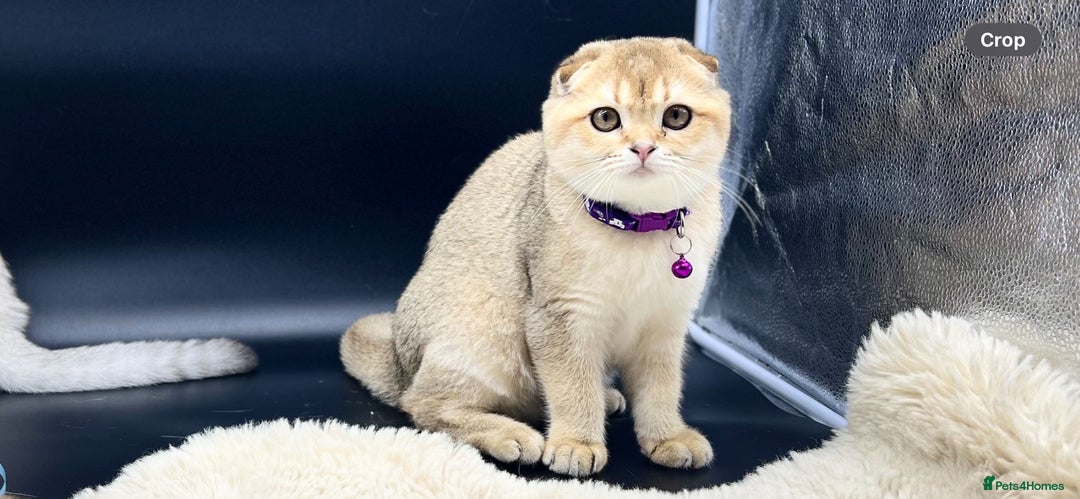 Scottish Fold cats for sale: Scottish Fold Kittens with TICA Registration - Advert 26