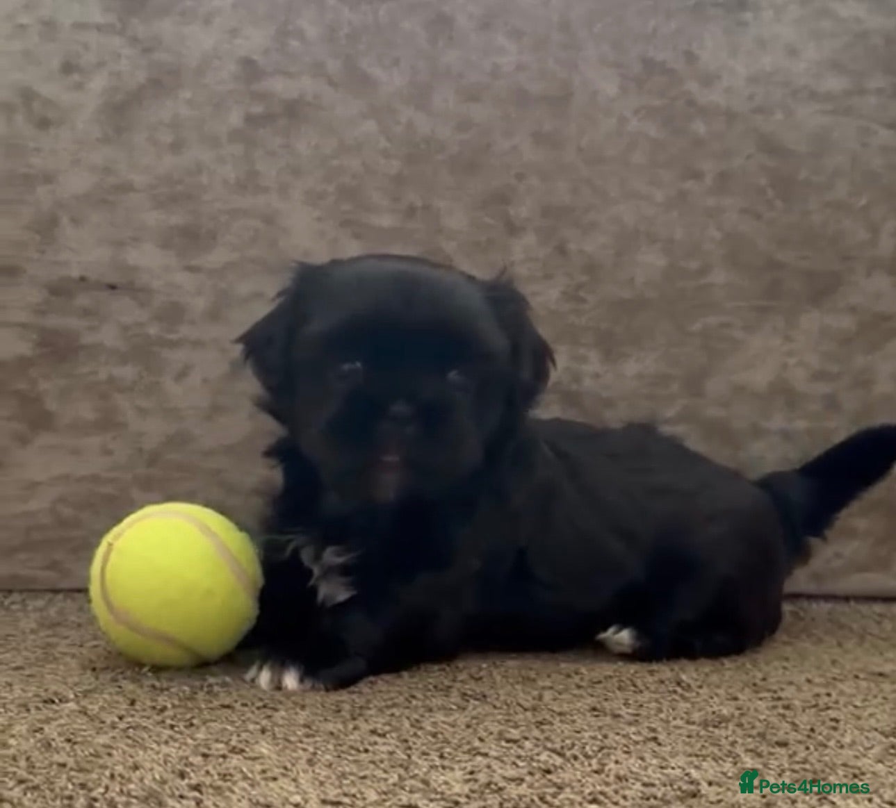 Shih Tzu dogs Beautiful Black Shih Tzu Boy Pupoy  - Advert 1