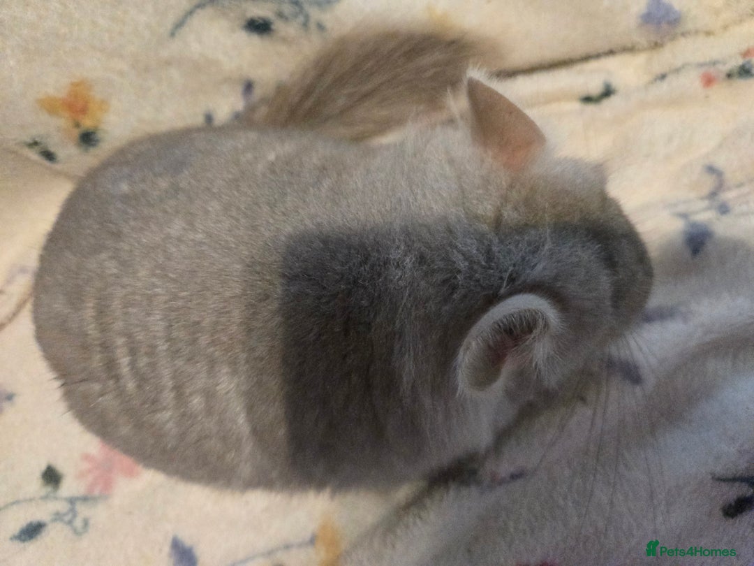 Chinchilla rodents for sale: Gorgeous Tan Royal Persian Angora Poss VC/BDC - Advert 25