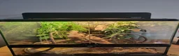 Gecko reptiles for sale: 2 Crested gecko with set up  in Wolverhampton - Advert 1