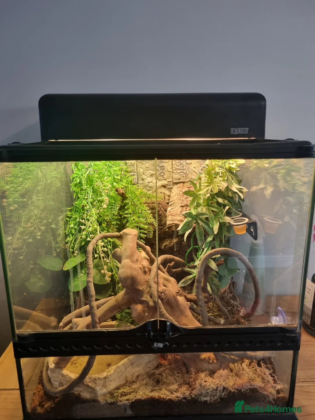 Gecko reptiles for sale: 2 Crested gecko with set up  in Wolverhampton - Advert 1