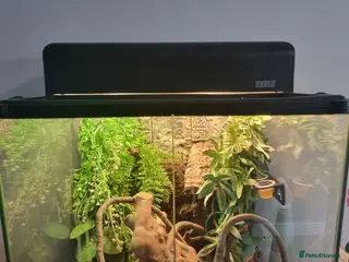 Gecko reptiles 2 Crested gecko with set up - Advert 1