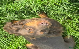 Cocker Spaniel dogs for sale: Chocolate and tan  - Image 1