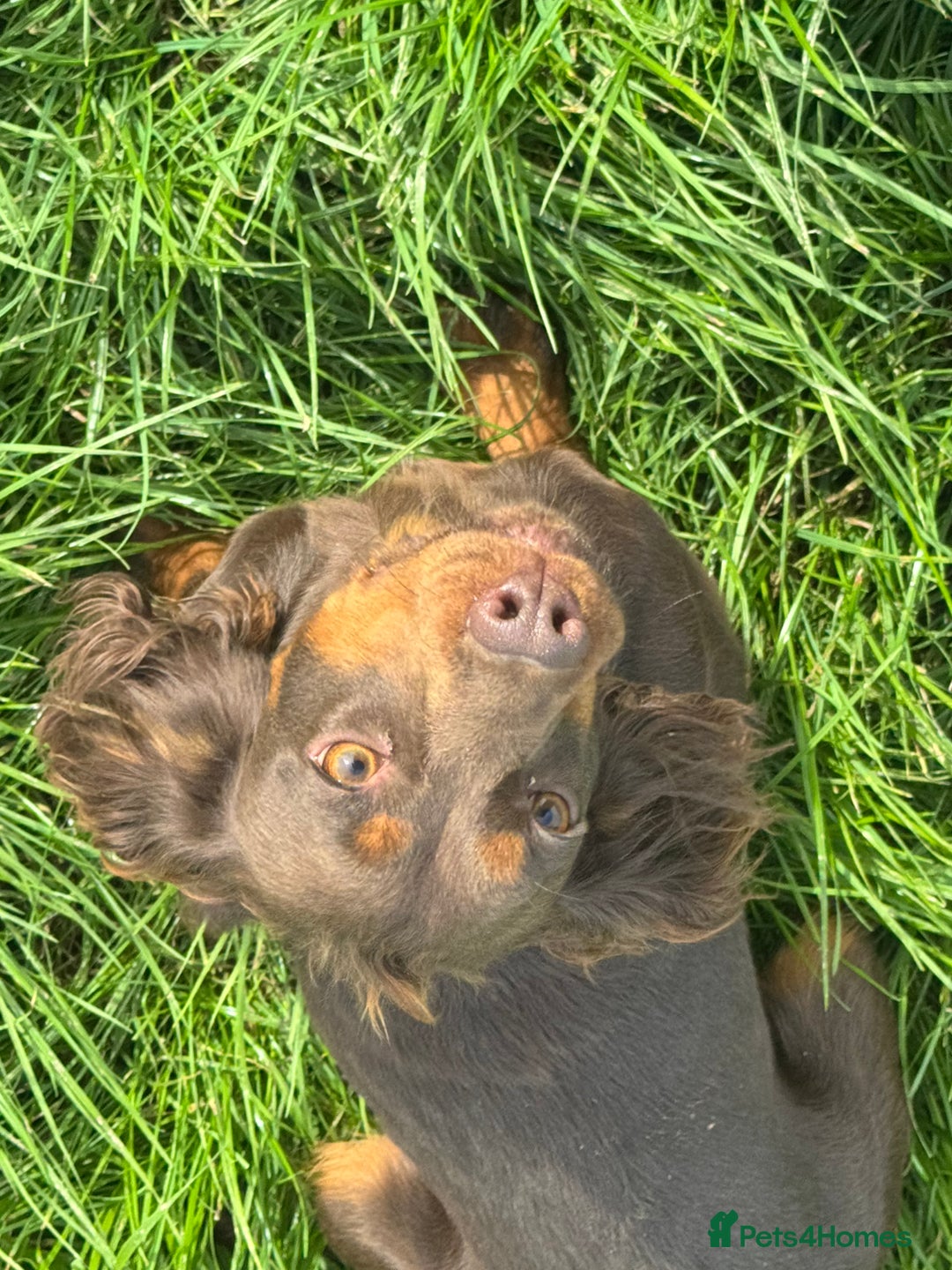 Cocker Spaniel dogs for sale: Chocolate and tan  - Image 1