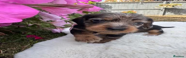 Dachshund 1