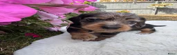 Dachshund dogs for sale: Standard wire haired dapple dachshund  in Worcester - Advert 21
