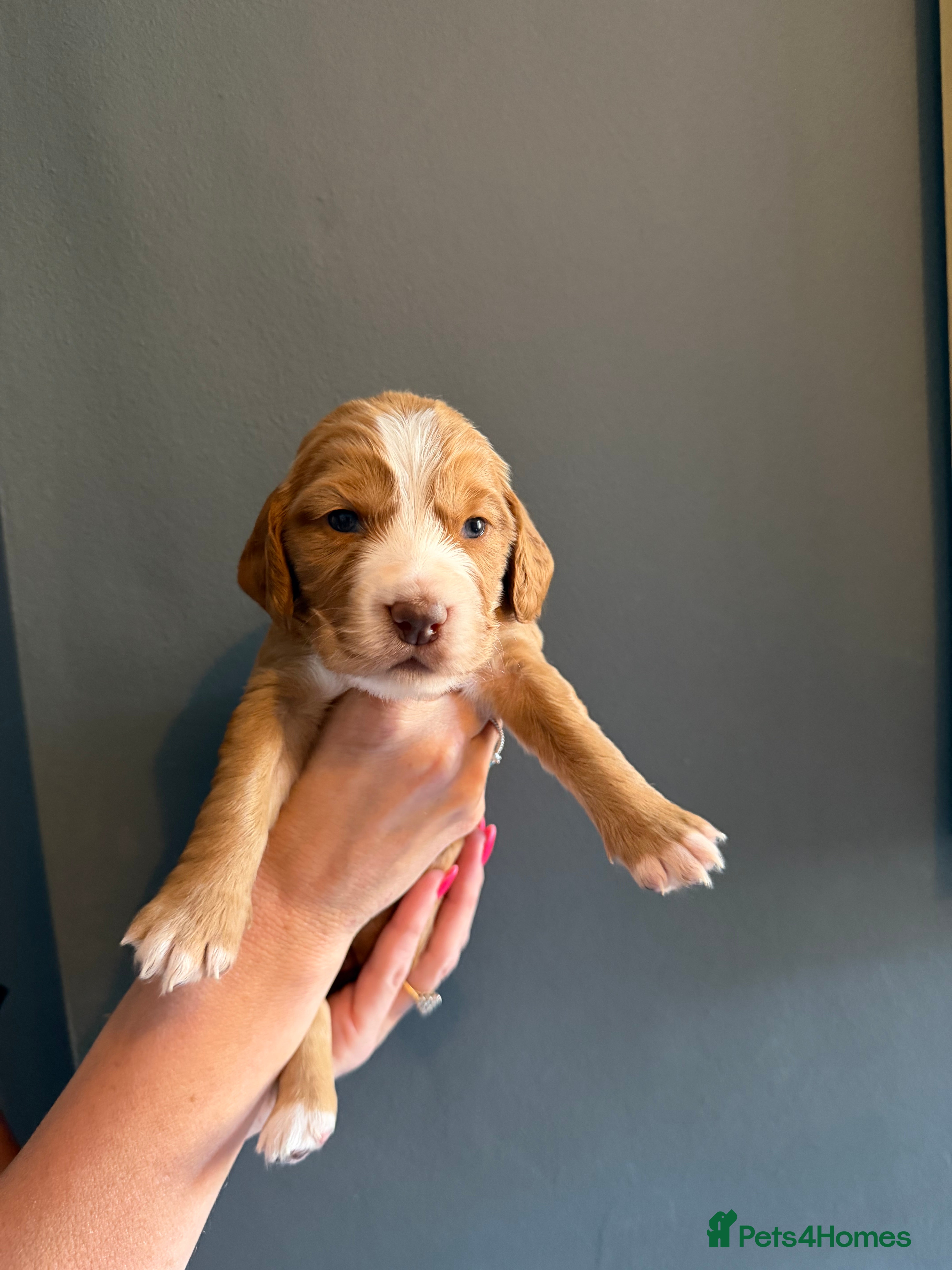 Cocker Spaniel dogs 🐶Cocker Spanisls🐶 - Advert 2