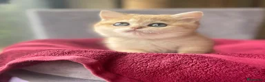 British Shorthair boy