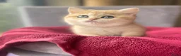 British Shorthair cats for sale: Gorgeous Pure breed golden British shorthair  - Advert 5