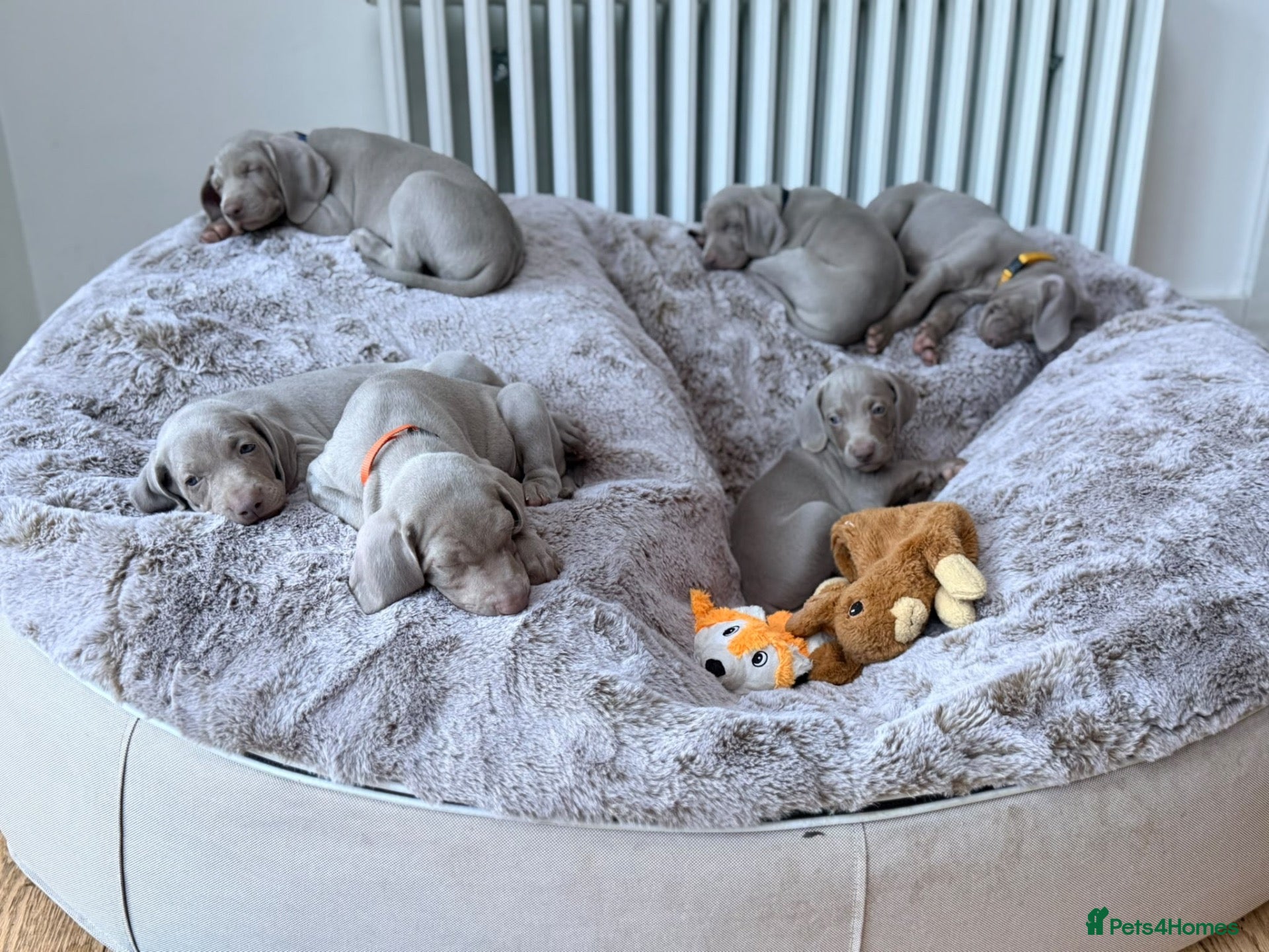 Weimaraner dogs Superb Gunalt Bloodlines & Excellent Temperament - Advert 2