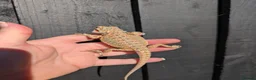 Bearded Dragon reptiles for sale: Baby bearded dragons - Advert 12