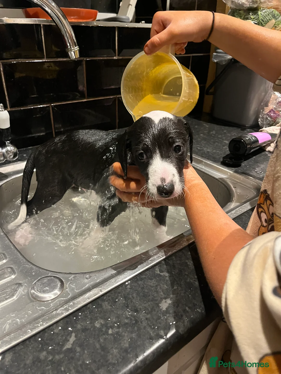 Lurcher dogs for sale: Bedlington Whippet pups for sale - Advert 12