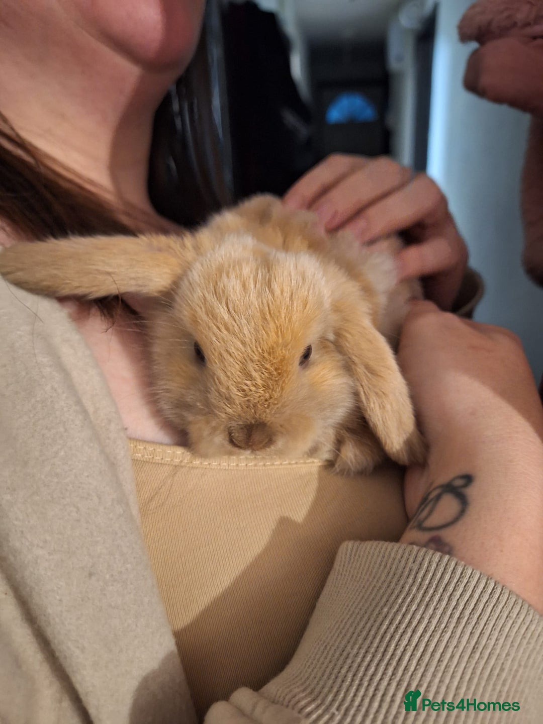 Mini Lop rabbits for sale: Five female Mini lops for sale - Advert 6