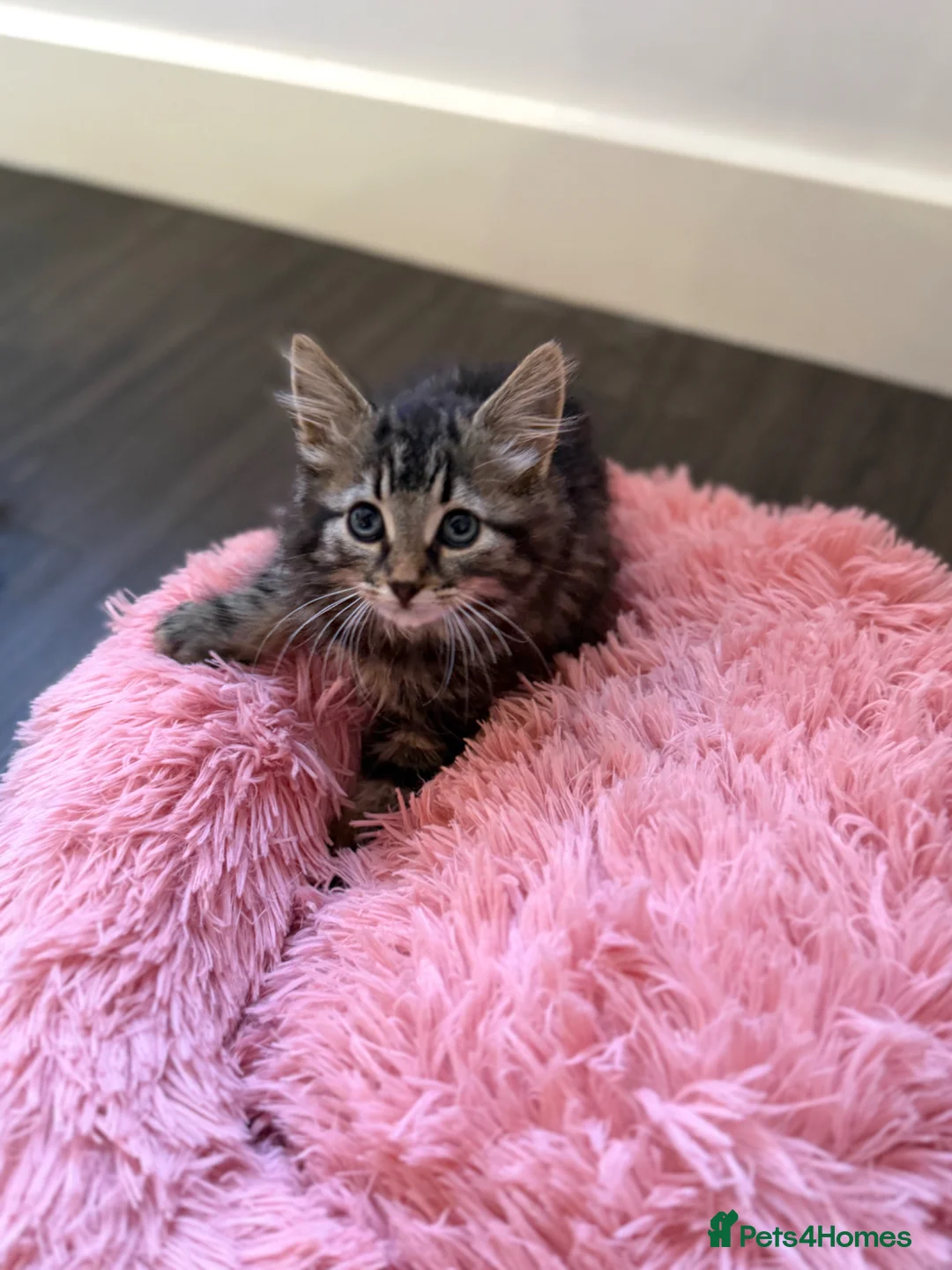 Ragdoll cats for sale: RAGDOLL TABBY - Advert 2