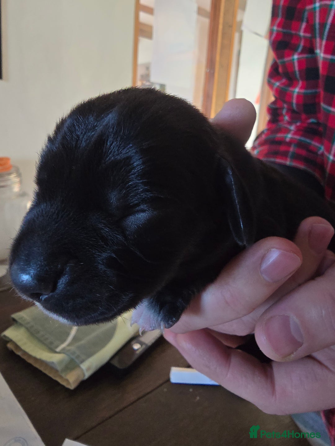 Mixed Breed dogs for sale: Sprocker puppies ready 10th Jan - Advert 18