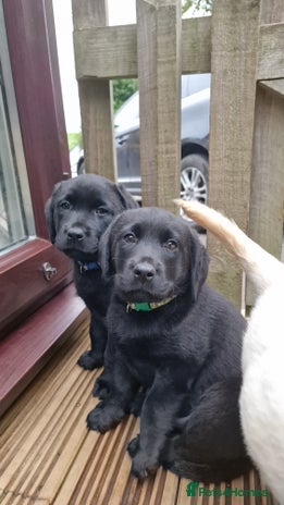 Labrador Retriever dogs - Advert 7