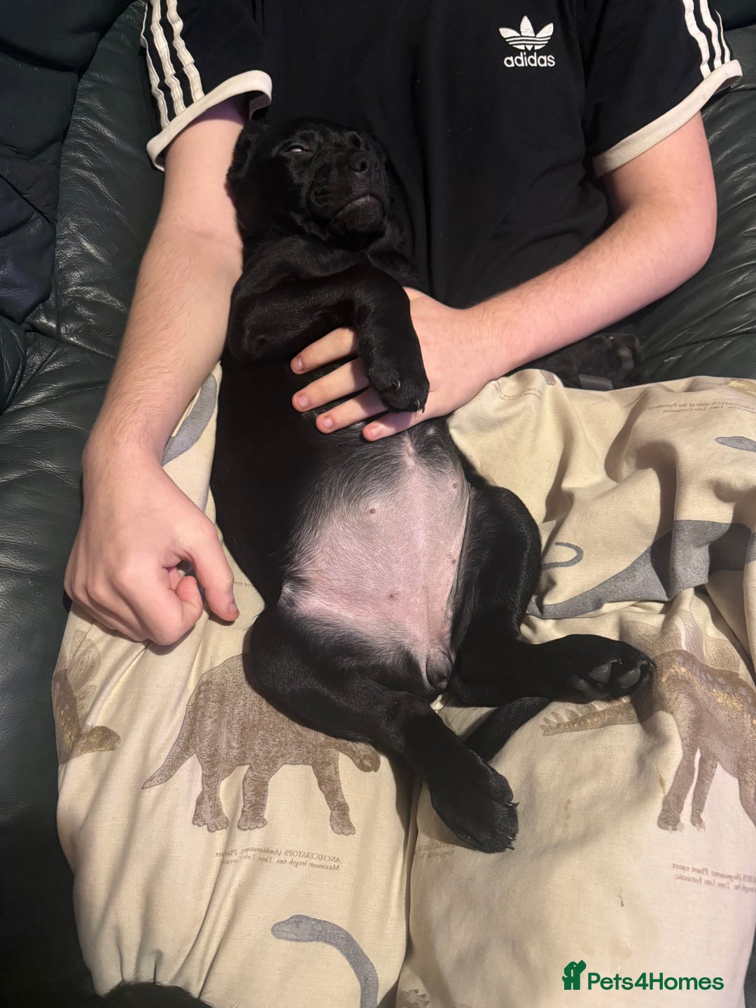 Mixed Breed dogs for sale: Labrotties - Advert 2