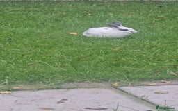 Dutch rabbits for sale: Rex and Dutch Rabbits  - Image 3