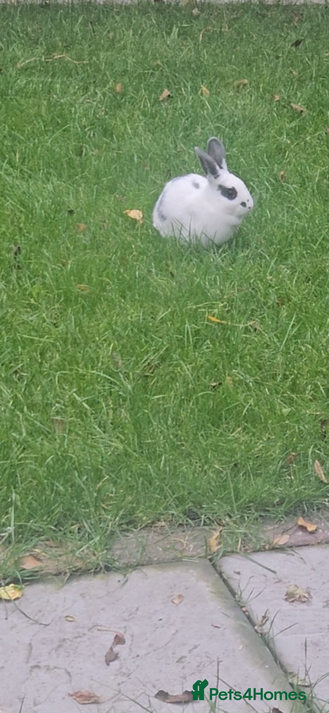 Dutch rabbits for sale: Rex and Dutch Rabbits  - Image 3