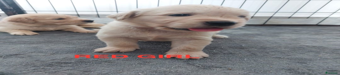 Red Girl