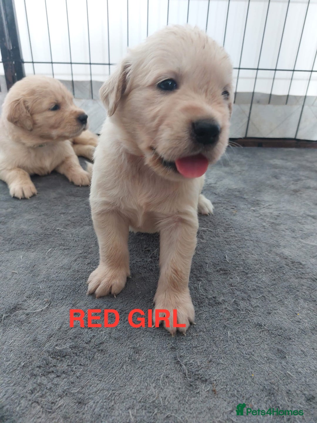 Golden Retriever dogs for sale: Golden Retriever Puppies  - Image 8