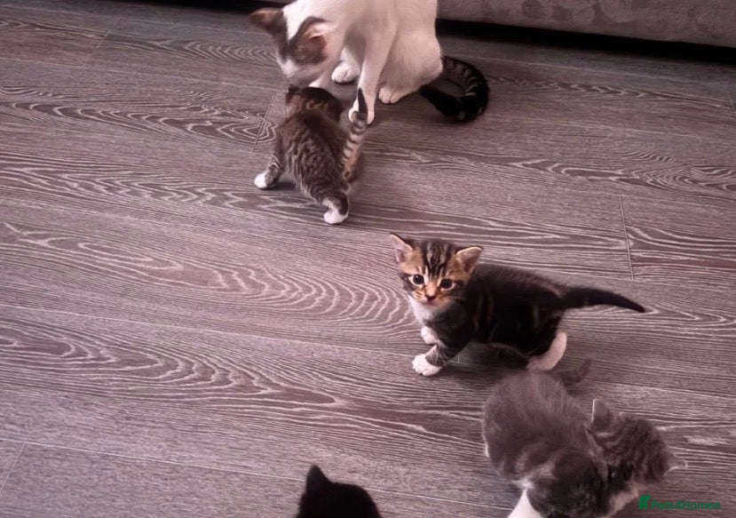 Mixed Breed cats Kitten for sale - Advert 1