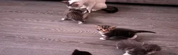 Mixed Breed cats for sale: Kitten for sale - Advert 1