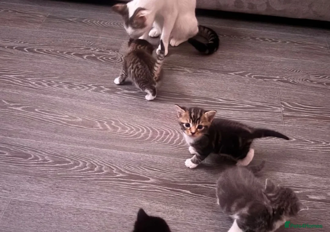 Mixed Breed cats for sale: Kitten for sale - Advert 1