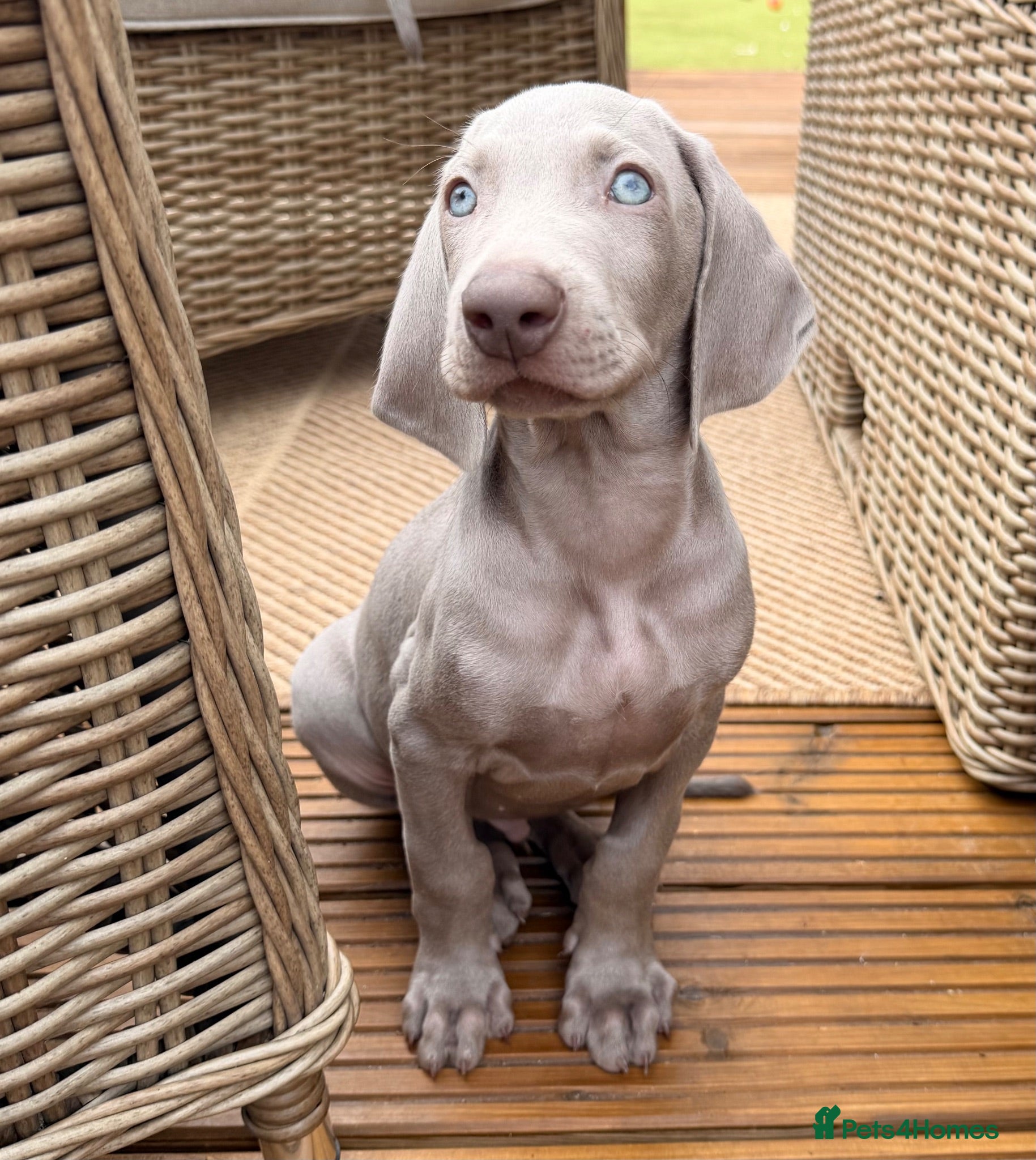 Weimaraner dogs Beautiful KC reg Weimaraner’s forever homes req - Advert 2