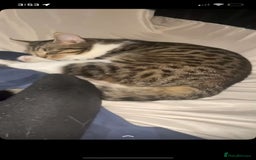 Mixed Breed cats for sale: Mixed breed cats  - Advert 1