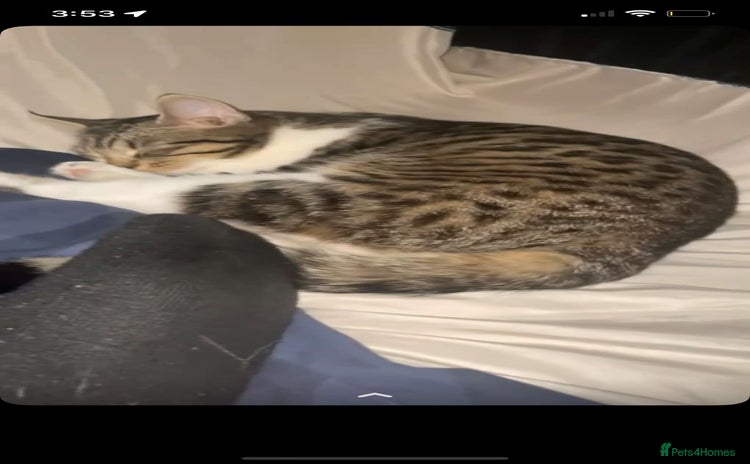 Mixed Breed cats Mixed breed cats  - Advert 10