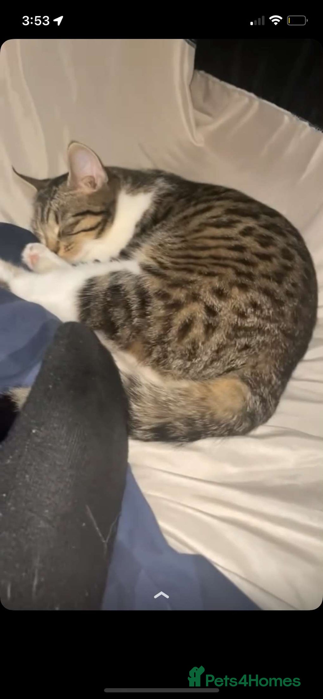 Mixed Breed cats for sale: Mixed breed cats  - Advert 1