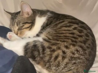 Mixed Breed cats for sale: Mixed breed cats - Advert 1